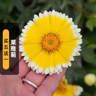 莱雅菊种子Layia荷包蛋 Tips鸡蛋花种籽室外阳台盆栽春播 Tidy