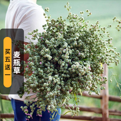 麦瓶草种子200粒红花蝇子草面条菜种籽可干切花配材阳台盆栽春播