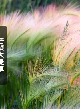 芒颖大麦草种子Foxtail barley松鼠狐尾草变色观叶草阳台盆栽春播