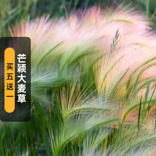 芒颖大麦草种子Foxtailbarley