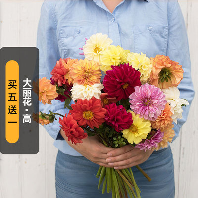 高杆大丽花种子可切花大理菊