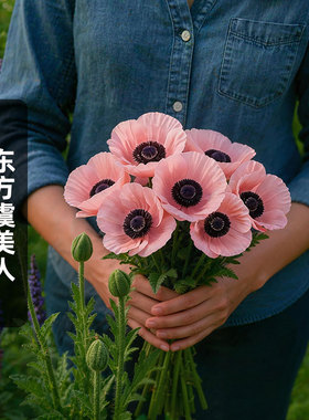 进口东方虞美人种子鲑鱼红色Oriental Poppy多年生切花盆栽春秋播