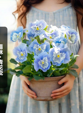 进口三色堇种子崭新猫咪/青花瓷Cats Plus Marina阳台盆栽春秋播
