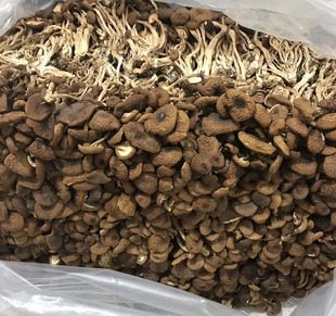 冰菇苞 250克整箱更劃算 古田特產茶薪菇 茶樹菇干貨不開傘