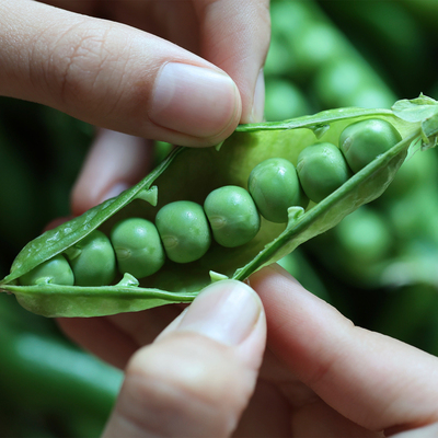 悟空家水果豌豆新鲜豆类时令蔬菜当季甜豌豆荚嫩毛豆青豆嫩豆荚