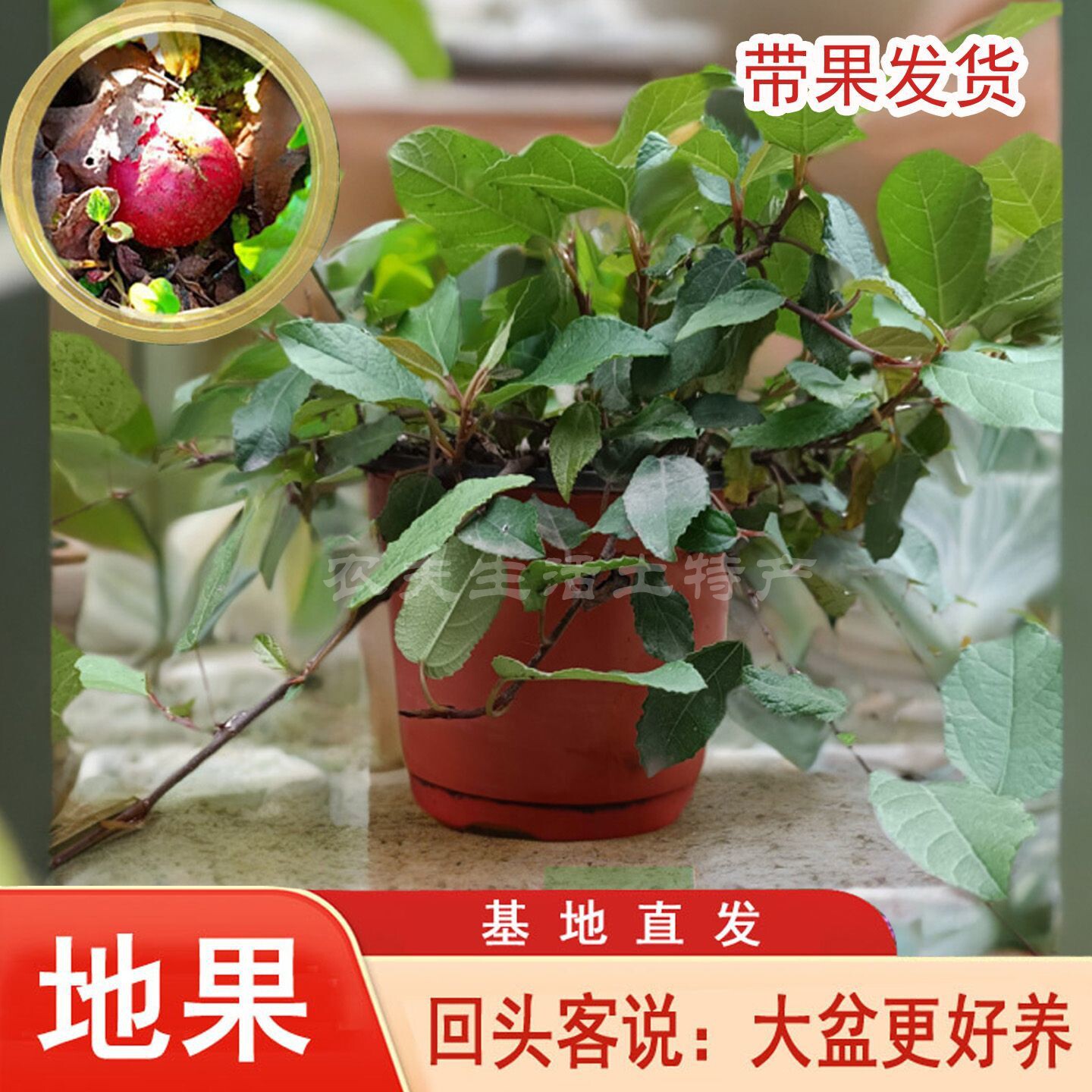 野地瓜苗种植四川地枇杷苗果树苗采摘苗木地址盆栽南方水果苗成森