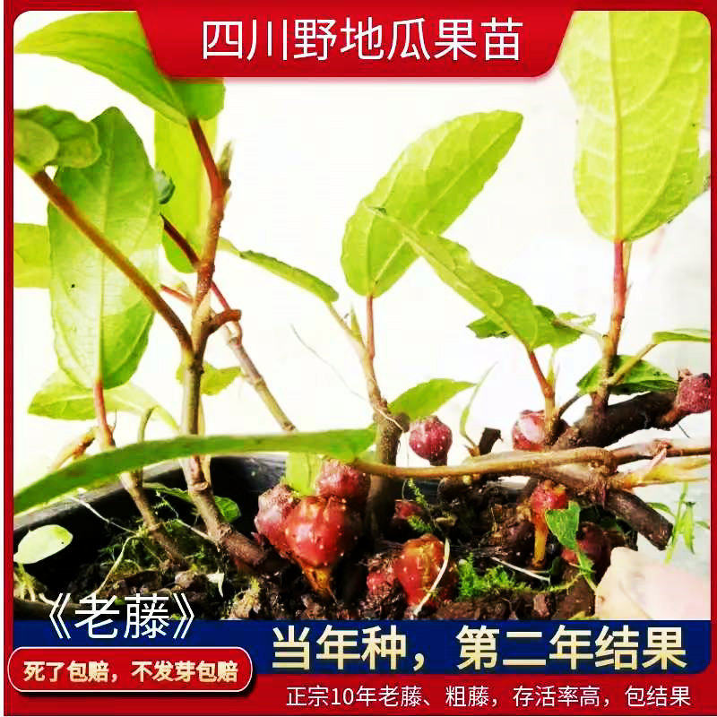 地瓜藤地石榴水果地板藤盆栽果树包邮盆景地枇杷树野地瓜包邮