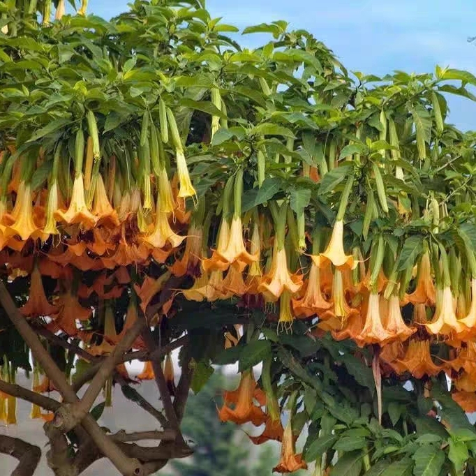 木本曼陀罗花苗多年生四季开花阳台庭院盆栽别墅民宿花园花境植物