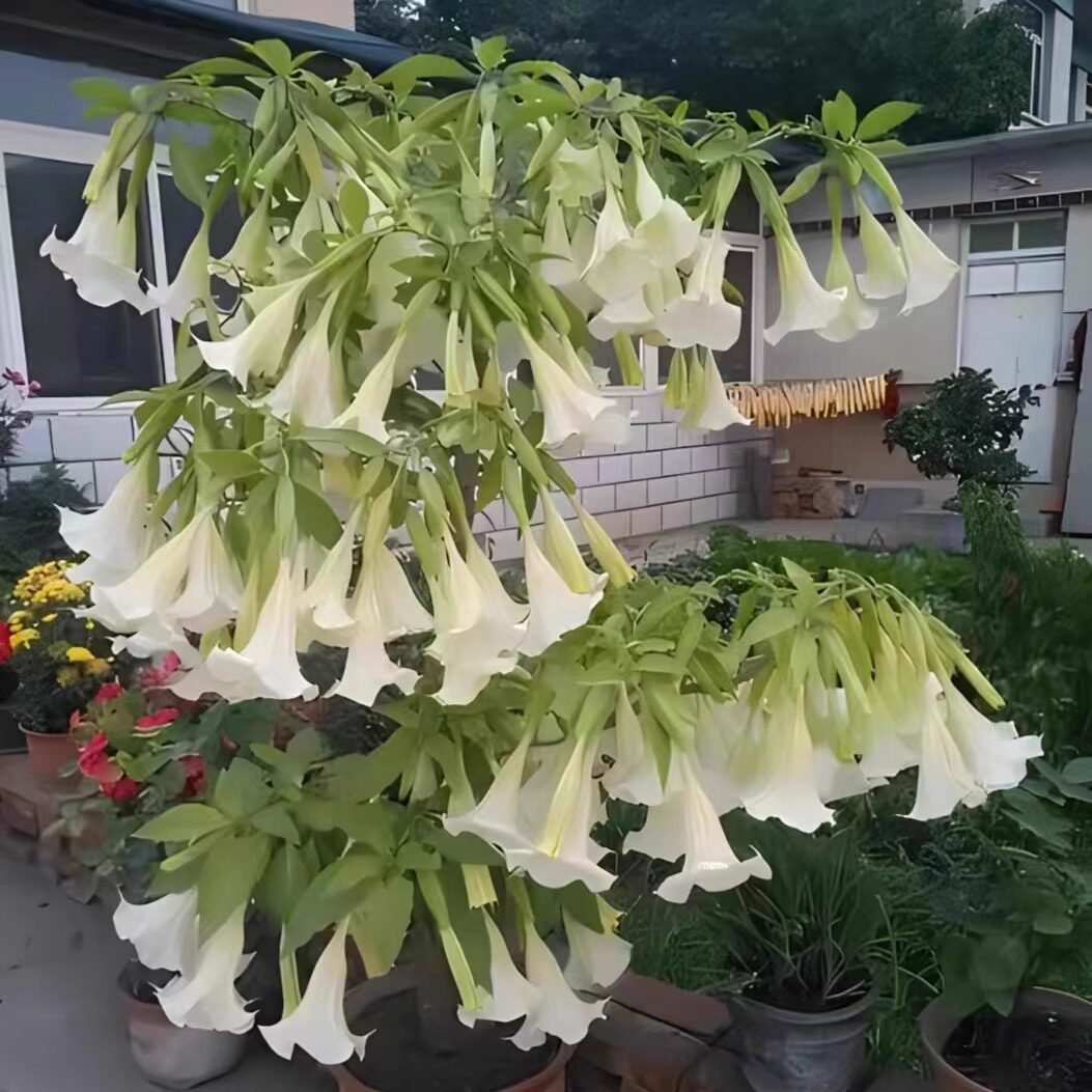 木本大花曼陀罗黄白粉杏色对版民宿花园花境花径灌木大花花卉粉花