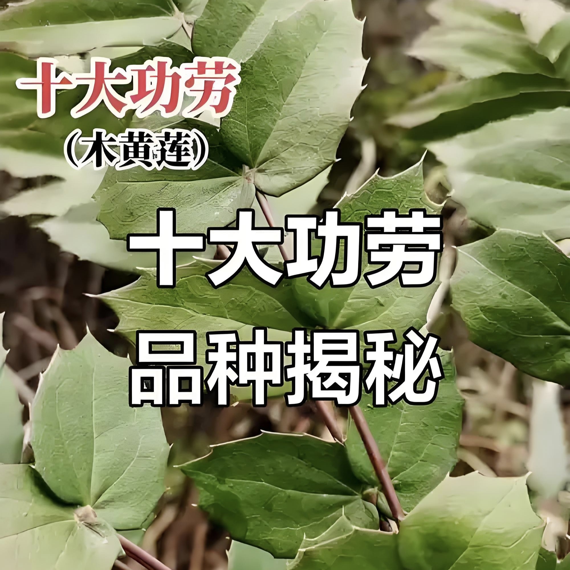 大叶十大功劳树苗土黄连四季常青绿化苗木清热中药材耐寒观叶植物
