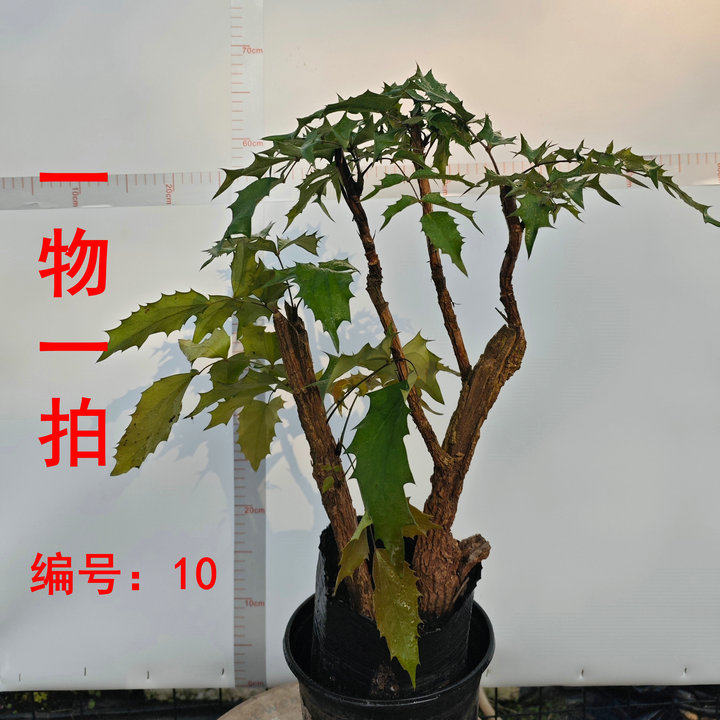十大功劳红叶树苗土黄连变色绿化苗木清热中药材耐寒观叶植物红叶