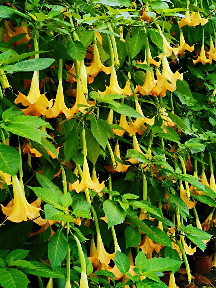 木本曼陀罗花苗多年生季开花阳台庭院盆栽别墅民宿花园花境植物