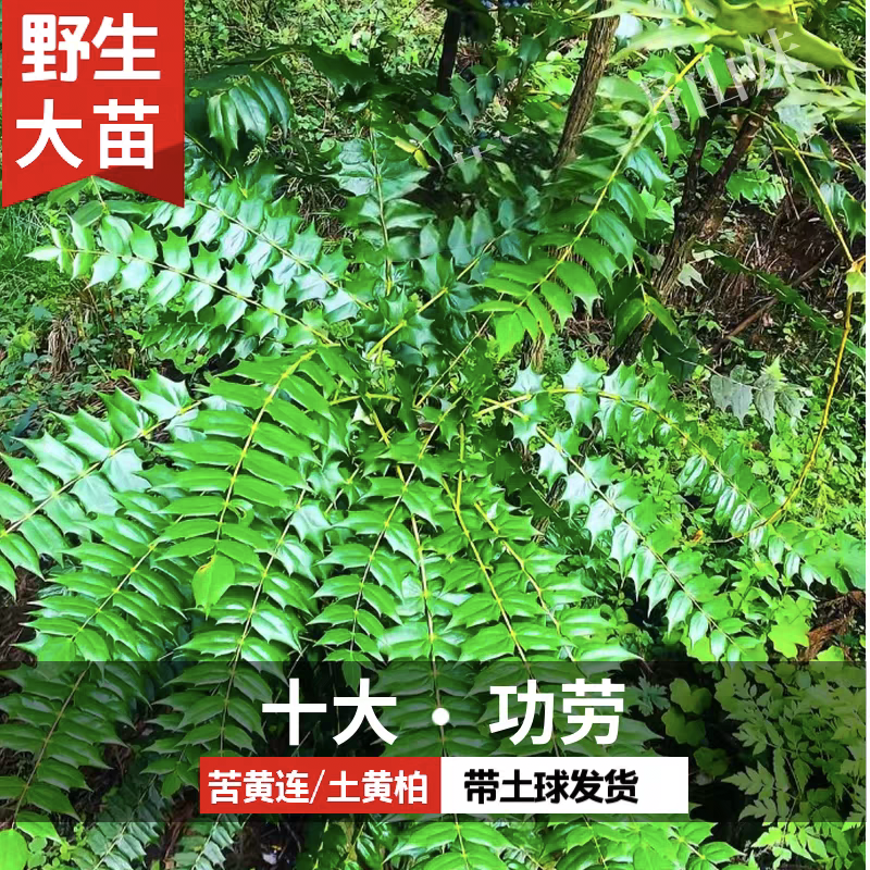 精品十大功劳盆土黄连变色绿化苗木清热中药材耐寒观叶植物红叶
