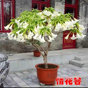 多年生四月开花木本曼陀罗花苗阳台盆栽庭院别墅民宿花园花境植物