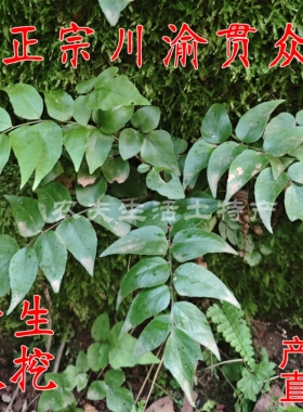 贯众蕨新奇蕨红磷蕨一叶蕨绿植庭院造景喜阴湿耐寒植物9.88元包邮