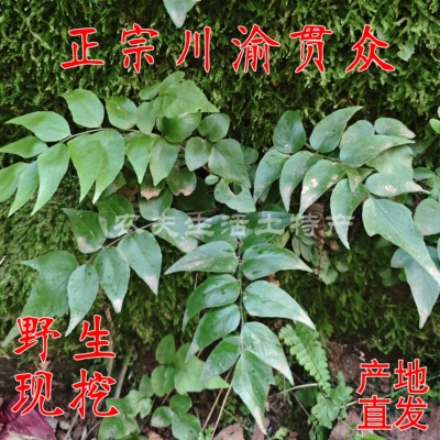 贯众蕨新奇蕨红磷蕨一叶蕨绿植庭院造景喜阴湿耐寒植物9.88元包邮