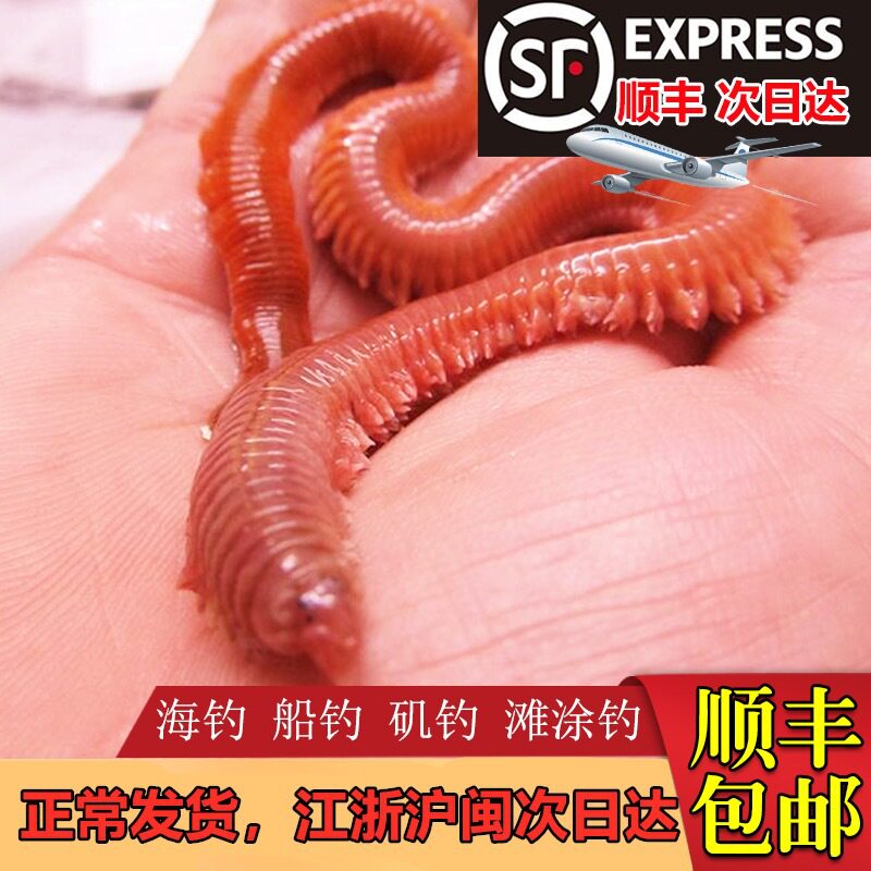 顺丰包邮活沙蚕活饵红虫鱼饵料青虫海钓鱼饵钓饵鲈鱼饵海蚂蝗