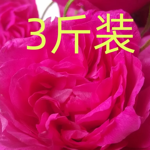平阴重瓣红新鲜食用玫瑰鲜花花蕾酵素纯露用新鲜玫瑰花蕾3斤