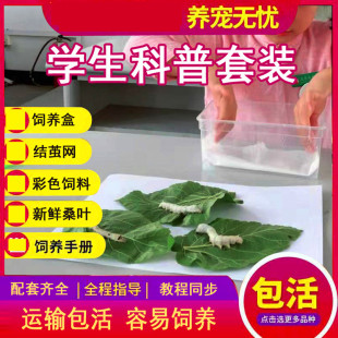 蚕宝宝春蚕学生养蚕科普套装新鲜桑叶带饲养盒子观察动物生长情况