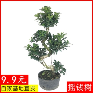 大型榕树盆景s造型盆栽小叶人参榕摇钱树金钱榕气根室内客厅老桩