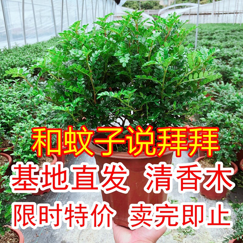 清香木 盆栽浓香型胡椒木 绿植花卉室内四季常青驱蚊老桩盆景植物
