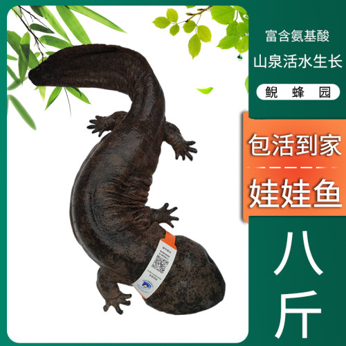 娃娃鱼鲜活水产深山养殖大鲵