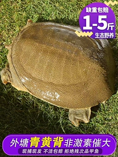 甲鱼野外放养生态老鳖秦岭深山雪水野鳖公母可选冷水高端食用鳖