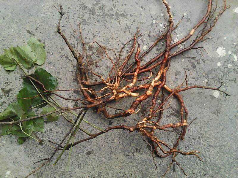 中药材葡萄根刺葡萄千斤藤 蛇葡萄藤  橡胶孔雀绿釉塑料用品