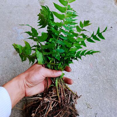 新鲜中药材贯众根昏鸡头根乌鸡头根500g现挖栽种蕨类绿植大叶植物