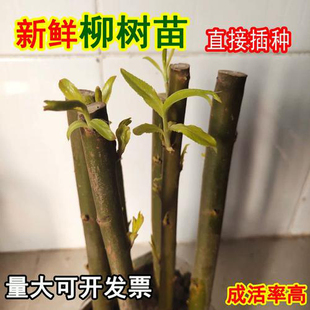 柳树枝 柳树条柳条 扦插柳树条 柳树苗 黄金柳 垂柳小苗 柳树扦插