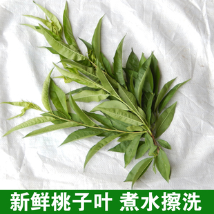 天然 桃叶 中药材桃树叶 新鲜桃枝叶 嫩桃子叶 湿桃树枝叶 毛桃叶