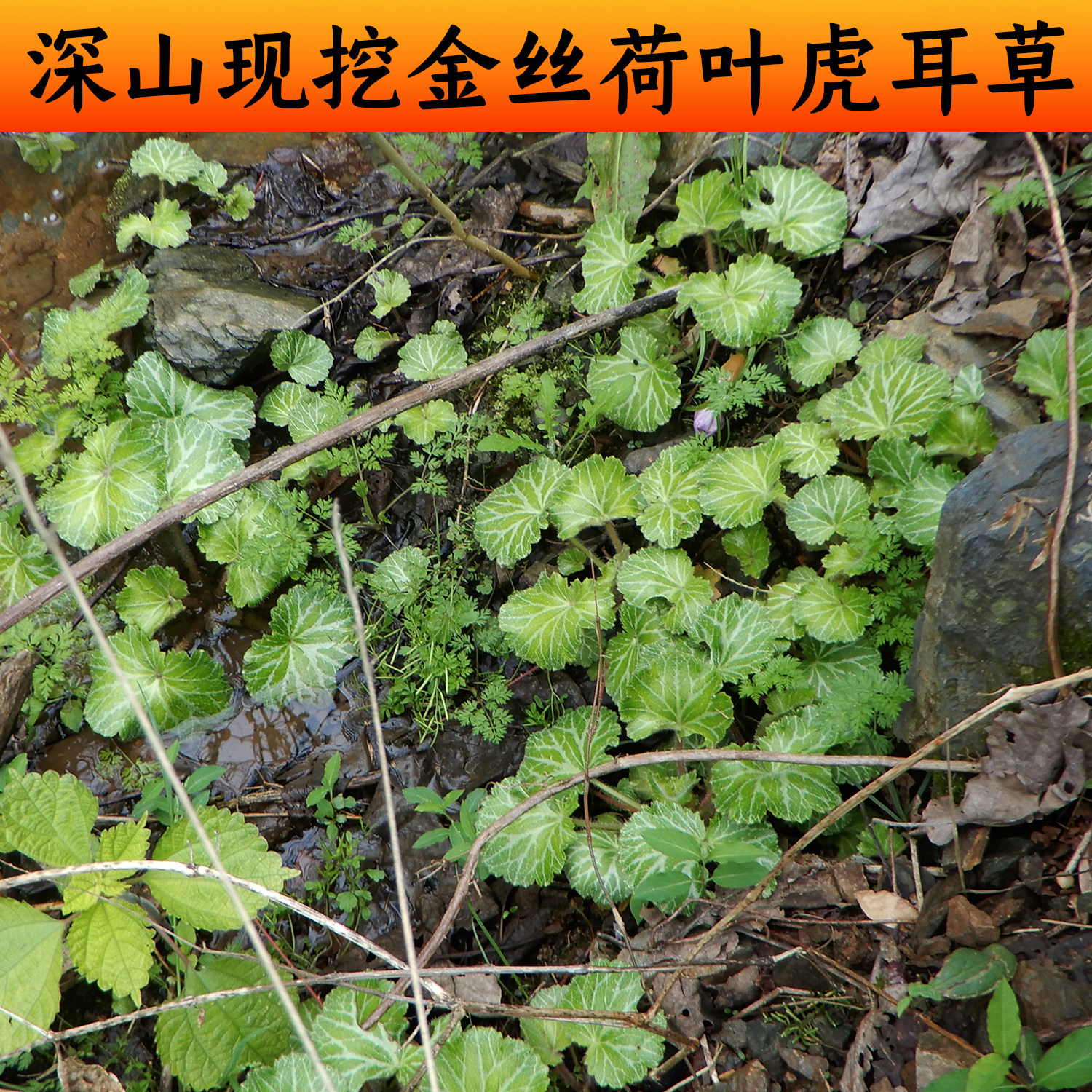 新鲜虎耳草中药材凉血滴耳朵去痒高山野生草本中药材植物血热血燥