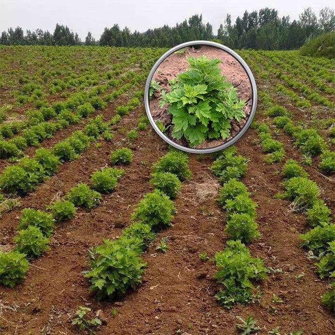 鲜艾叶根包邮香艾草苗种苗多年生艾叶苗糍粑野生艾草根泡脚驱蚊草