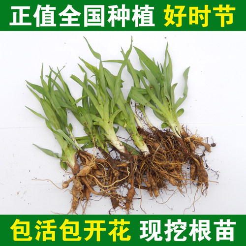 金针菜苗食用黄花菜苗包活包开花