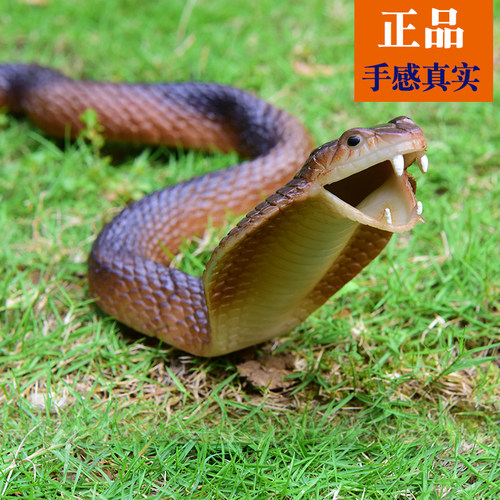 眼镜王蛇玩具素材模板 眼镜王蛇玩具图片下载 小麦优选