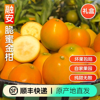 融安金桔第3代脆蜜金柑顺丰快递