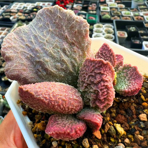 水泡多肉植物红蛋花蛋海豹猪肝