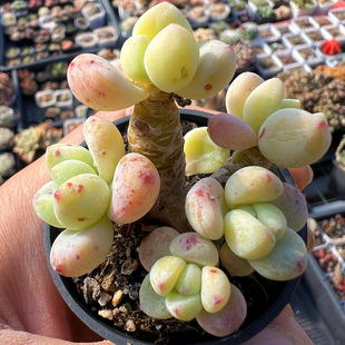 劳尔老桩 罗琦 多肉植物 肉肉植物 室内阳台绿植盆栽花卉 陌上花
