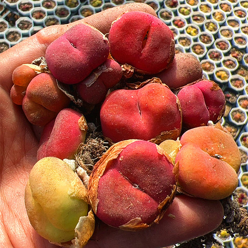 多肉植物毛汉尼陌上花