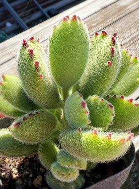 熊童子老桩精品多肉植物陌上花