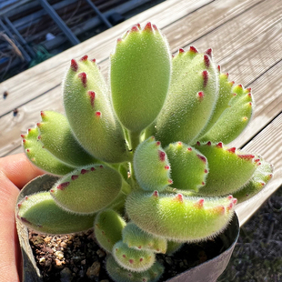 熊童子群生 多肉植物 肉肉植物 萌肉肉组合盆栽 室内花卉 陌上花