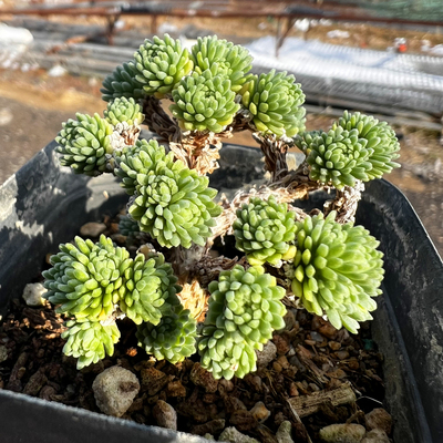 球松老桩 多肉植物 肉肉植物 室内阳台绿植盆栽花卉 陌上花