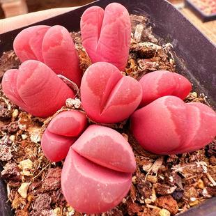 红大内玉生石花群生 多肉植物 肉肉植物萌肉肉组合盆栽花卉陌上花