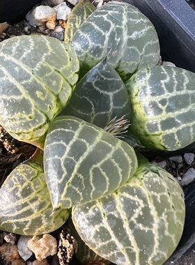 水晶康平101寿多肉植物陌上花