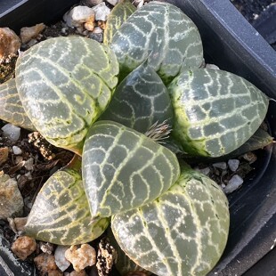 水晶康平101寿 玉露十二卷多肉植物 室内阳台绿植盆栽花卉 陌上花