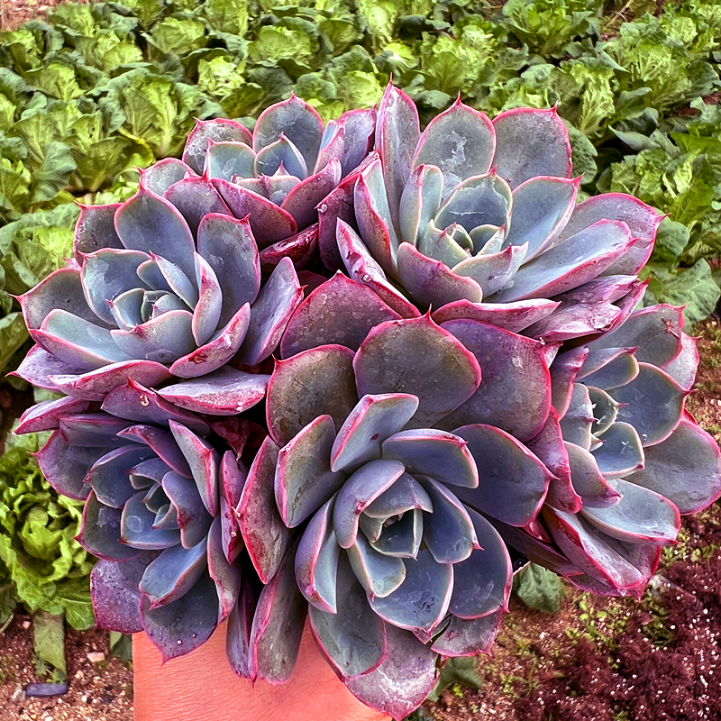 赫拉大群生 多肉植物 肉肉植物 室内阳台绿植盆栽花卉 陌上花