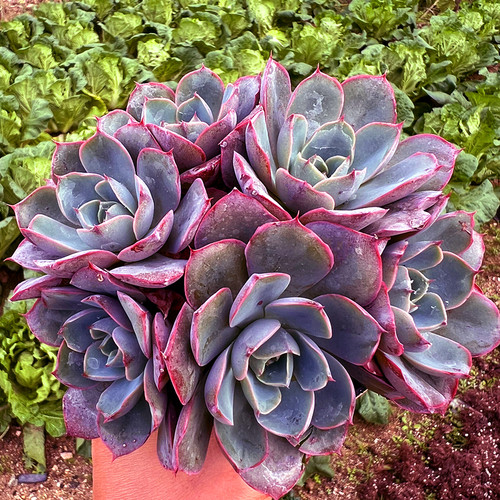 赫拉大群生 多肉植物 肉肉植物 室内阳台绿植盆栽花卉 陌上花