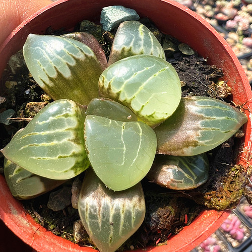 月光女神寿 玉露十二卷多肉植物 室内阳台绿植盆栽花卉 陌上花
