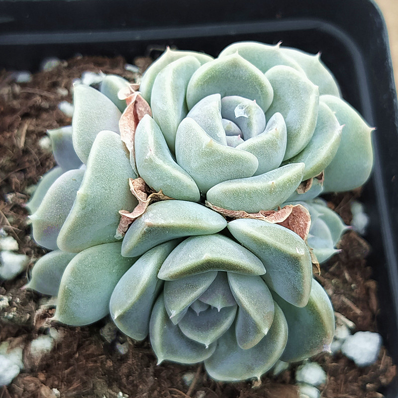 汉堡精养群生 多肉植物 肉肉植物 室内阳台花卉 陌上花