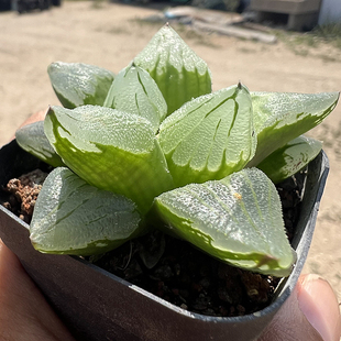 冰城寿 玉露十二卷多肉植物 室内阳台绿植盆栽花卉 陌上花